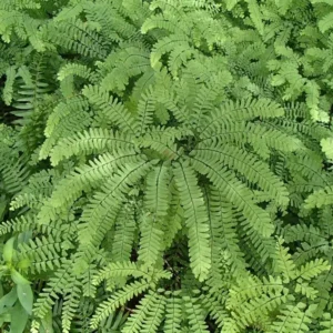 5 Maidenhair Fern Bare Root Plants - Adiantum pedatum - Shade Loving Ferns - Image 6
