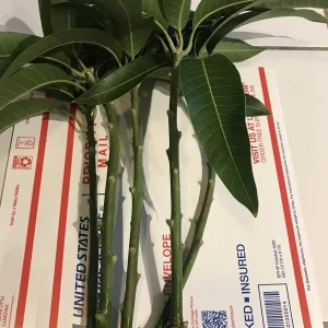 5 Mango Xoai Tuong Elephant Cuttings Scions for Grafting - Create Fruit Trees Outdoor - Image 3