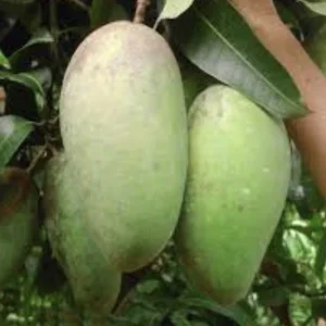 5 Mango Xoai Tuong Elephant Cuttings Scions for Grafting - Create Grafted Trees Outdoor - Image 3