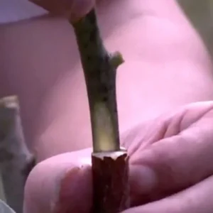 5 Mango Xoai Tuong Elephant Cuttings Scions for Grafting - Create Fruit Trees Outdoor - Image 6