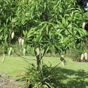5 Mango Xoai Tuong Elephant Cuttings Scions for Grafting - Create Grafted Trees Outdoor - Image 8