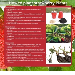 5 Mara Des Bois Strawberry Live Plants - Everbearing Bare Root - Image 4