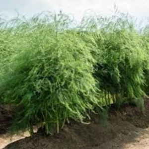 5 Mary Washington Asparagus Bare Roots – Heirloom Vegetable Starter Plant - Image 2