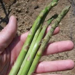 5 Mary Washington Asparagus Bare Roots – Heirloom Vegetable Starter Plant - Image 4