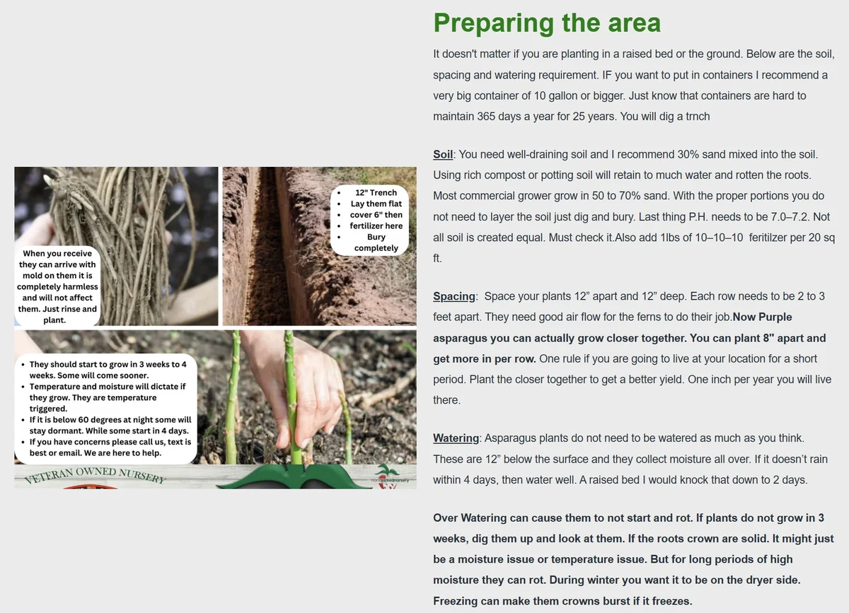 5 Mary Washington Asparagus Crowns - Heirloom 2-Year Perennial Plants - Image 3