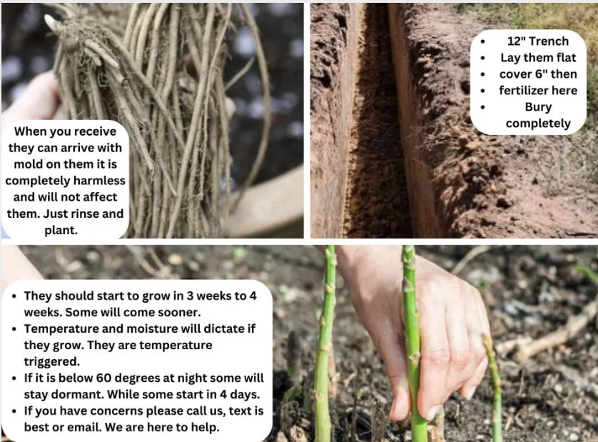 5 Mary Washington Asparagus Crowns - Heirloom 2-Year Perennial Plants - Image 4