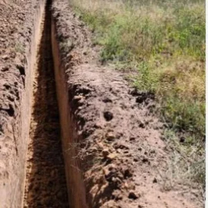 5 Mary Washington Asparagus Crowns - Heirloom 2-Year Perennial Plants - Image 7