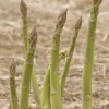 5 Millennium Asparagus Bare Roots - Cold-Hardy, High-Yielding Perennial Plant - Image 1