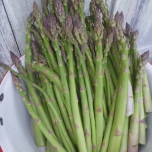 5 Millennium Asparagus Bare Roots - Cold-Hardy, High-Yielding Perennial Plant - Image 2