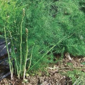 5 Millennium Asparagus Bare Roots - Cold-Hardy, High-Yielding Perennial Plant - Image 3