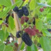 5 Mojo Berry Mulberry Bush Starter Plants – Dwarf Morus rotundiloba – Self-Pollinating Fruit Bush - Image 1