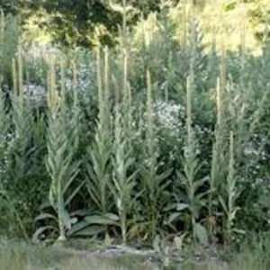 5 Mullein Plant Verbascum Thapsus Organic Bare Root Wildflower - No Foliage - Image 4