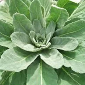 5 Mullein Plant Verbascum Thapsus Organic Bare Root Wildflower - No Foliage - Image 8