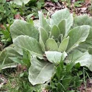 5 Mullein Plant Verbascum Thapsus Organic Bare Root Wildflower - No Foliage - Image 9