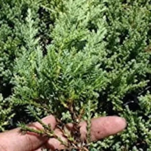 5 Nick's Compact Juniper Shrub Plugs – Blue-Green Evergreen Live Plants for Landscaping - Image 4