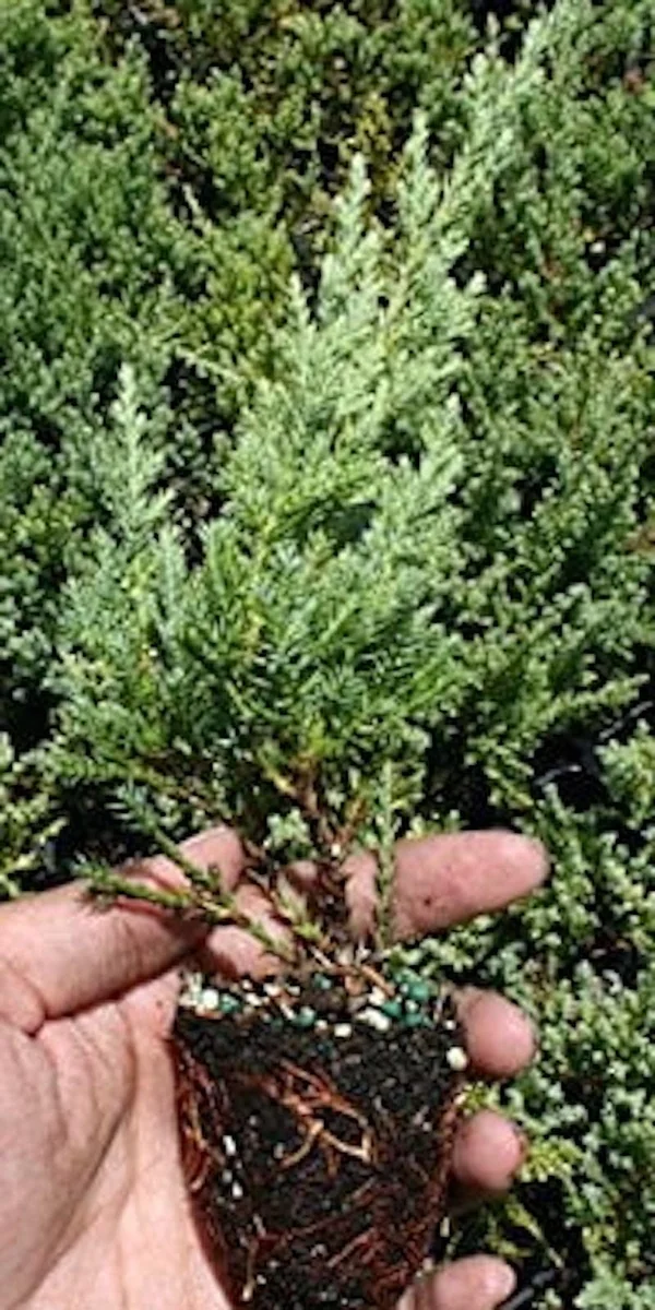 5 Nick's Compact Juniper Shrub Plugs – Blue-Green Evergreen Live Plants for Landscaping - Image 4