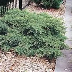 5 Nick's Compact Juniper Shrub Plugs – Blue-Green Evergreen Live Plants for Landscaping - Image 6
