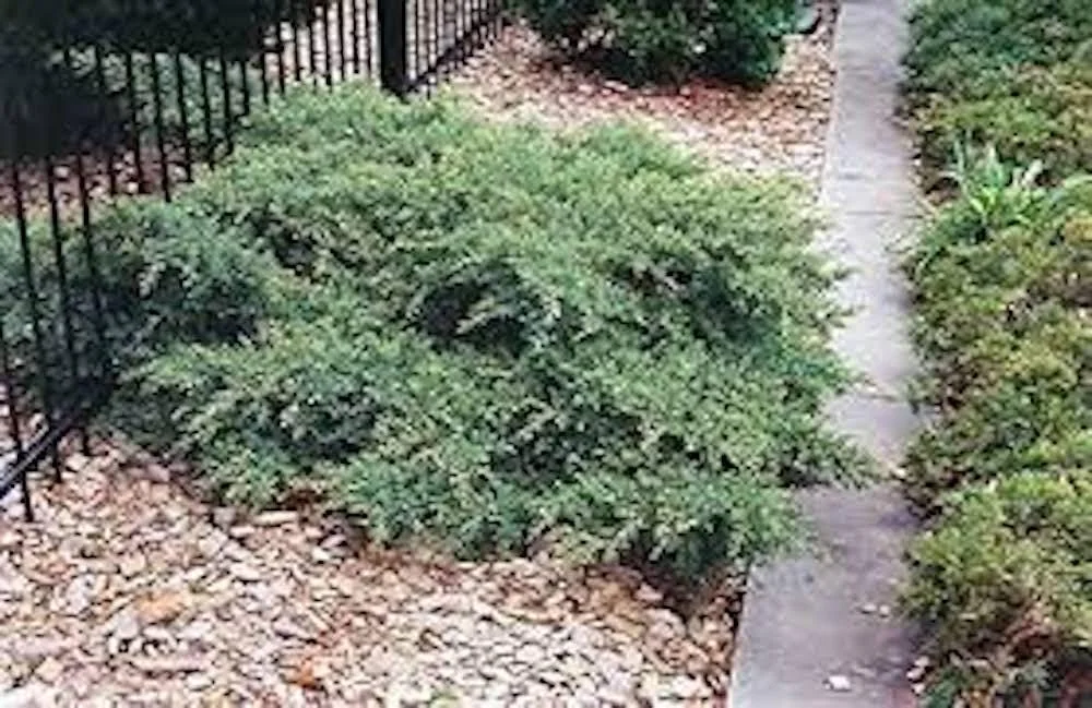 5 Nick's Compact Juniper Shrub Plugs – Blue-Green Evergreen Live Plants for Landscaping - Image 6