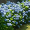 5 Nikko Blue Hydrangea Bush Live Plant, 12-24in Tall, Bare Root - Image 1