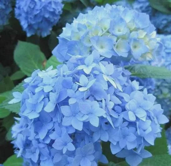 5 Nikko Blue Hydrangea Bush Live Plant, 12-24in Tall, Bare Root - Image 3