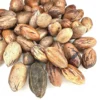 5 Northern Hardy Pecan Tree Seeds - Native Carya illinoinensis Seeds - Image 1