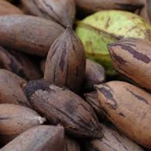 5 Northern Hardy Pecan Tree Seeds - Native Carya illinoinensis Seeds - Image 2