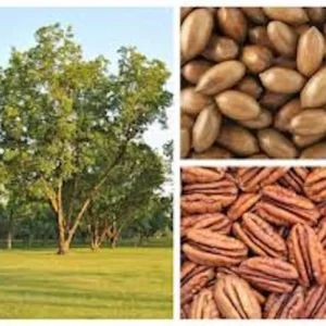 5 Northern Hardy Pecan Tree Seeds - Native Carya illinoinensis Seeds - Image 3