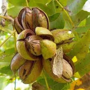 5 Northern Hardy Pecan Tree Seeds - Native Carya illinoinensis Seeds - Image 5