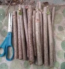 5 Organic American Elderberry Cuttings - Sambucus canadensis Fruiting Shrub - Image 2