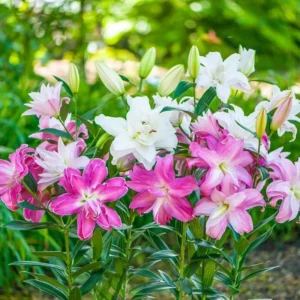 5 Oriental Lily Flower Bulbs - Mixed Double Pink & White Lilies for Garden - Image 13