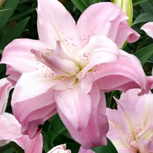 5 Oriental Lily Flower Bulbs - Mixed Double Pink & White Lilies for Garden - Image 2