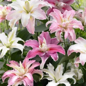 5 Oriental Lily Flower Bulbs - Mixed Double Pink & White Lilies for Garden - Image 3