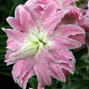 5 Oriental Lily Flower Bulbs - Mixed Double Pink & White Lilies for Garden - Image 9