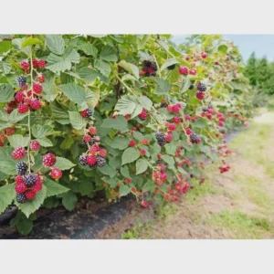 5 Osage Blackberry Starter Plug - Thornless Berry Live Plant - Early Ripening - Image 3