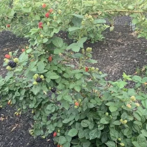 5 Osage Blackberry Starter Plug - Thornless Berry Live Plant - Early Ripening - Image 4