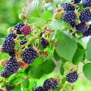 5 Osage Blackberry Starter Plug - Thornless Rubus 'Osage' Live Plant - Image 2