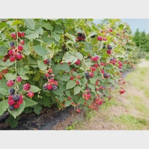 5 Osage Blackberry Starter Plug - Thornless Rubus 'Osage' Live Plant - Image 3