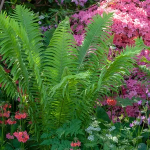 5 Ostrich Fern Rhizomes - Native Shade Perennial Plant - USDA Zones 3-7 - Image 10