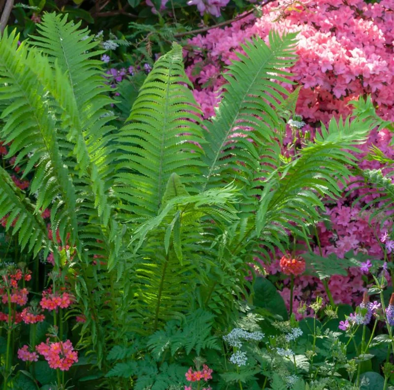 5 Ostrich Fern Rhizomes - Native Shade Perennial Plant - USDA Zones 3-7 - Image 10