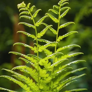 5 Ostrich Fern Rhizomes - Native Shade Perennial Plant - USDA Zones 3-7 - Image 2