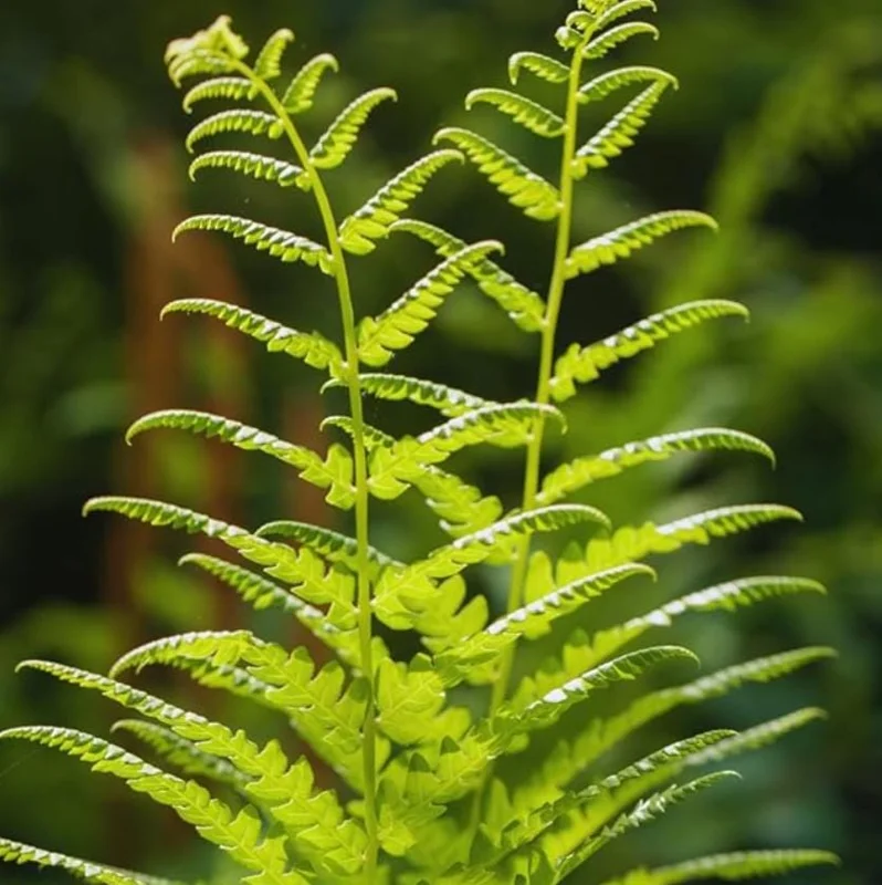5 Ostrich Fern Rhizomes - Native Shade Perennial Plant - USDA Zones 3-7 - Image 2