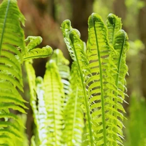 5 Ostrich Fern Rhizomes - Native Shade Perennial Plant - USDA Zones 3-7 - Image 3