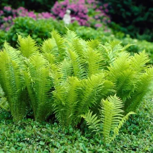 5 Ostrich Fern Rhizomes - Native Shade Perennial Plant - USDA Zones 3-7 - Image 4