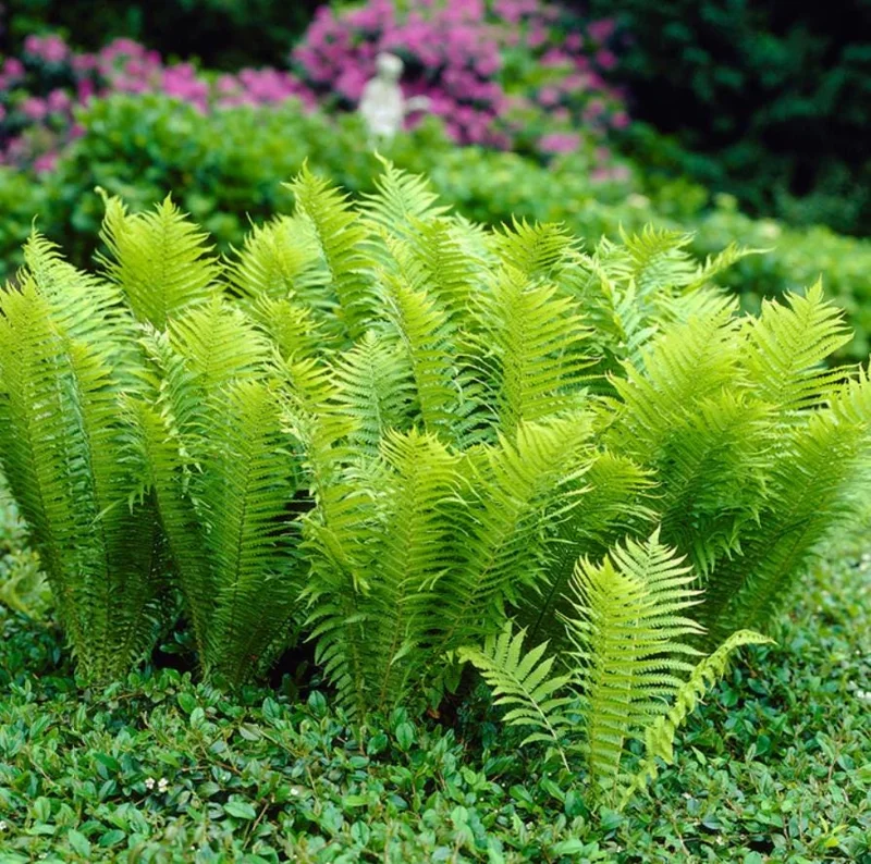 5 Ostrich Fern Rhizomes - Native Shade Perennial Plant - USDA Zones 3-7 - Image 4