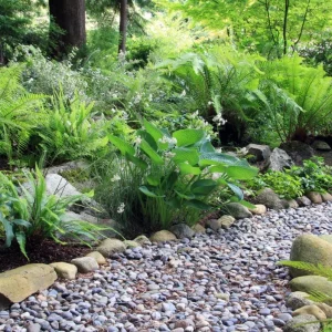 5 Ostrich Fern Rhizomes - Native Shade Perennial Plant - USDA Zones 3-7 - Image 5