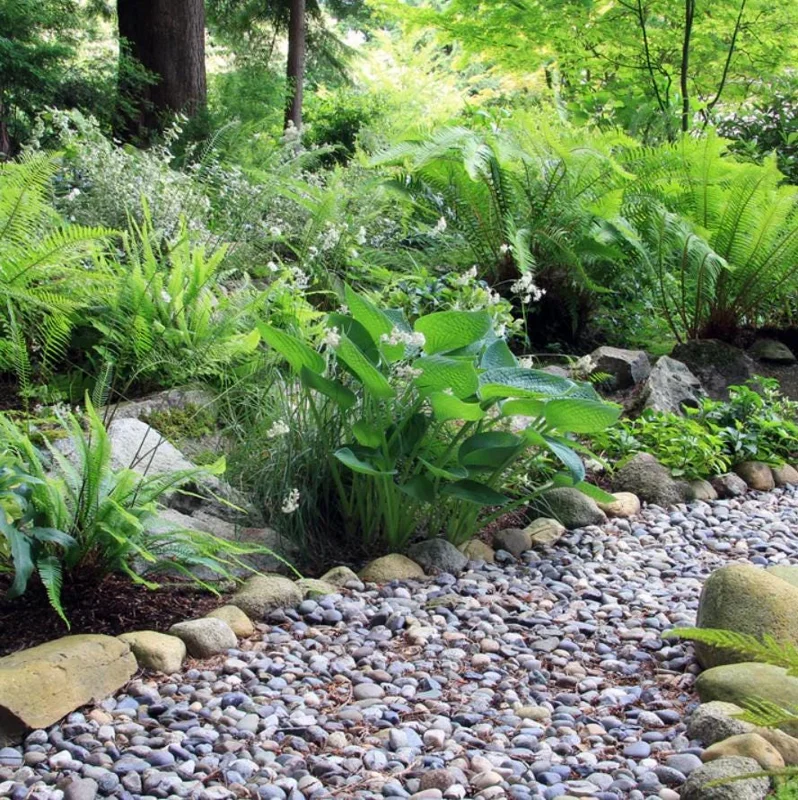 5 Ostrich Fern Rhizomes - Native Shade Perennial Plant - USDA Zones 3-7 - Image 5