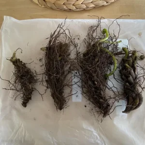 5 Ostrich Fern Rhizomes - Native Shade Perennial Plant - USDA Zones 3-7 - Image 6