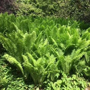 5 Ostrich Fern Rhizomes - Native Shade Perennial Plant - USDA Zones 3-7 - Image 7