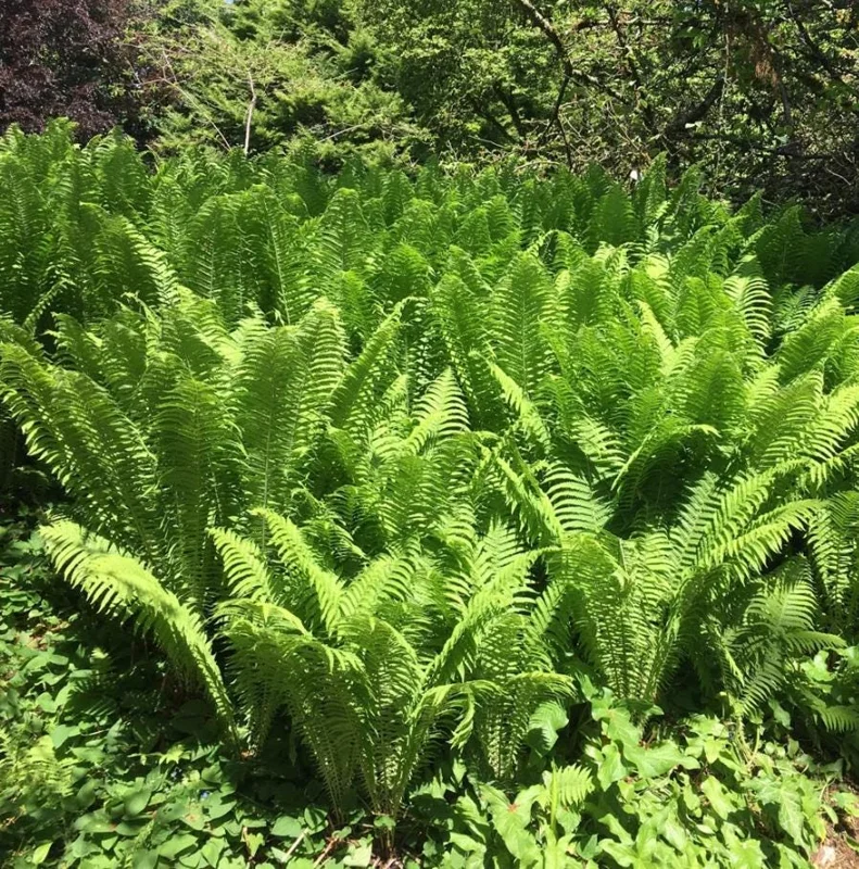 5 Ostrich Fern Rhizomes - Native Shade Perennial Plant - USDA Zones 3-7 - Image 7