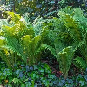5 Ostrich Fern Rhizomes - Native Shade Perennial Plant - USDA Zones 3-7 - Image 8